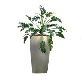 Philodendron xanadu