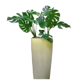 Monstera deliciosa